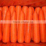 fresh carrot 2016 crop