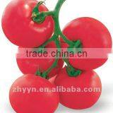 ZhongYan 958 improved Pink Tomato Seeds