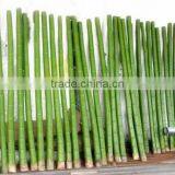 Fake Bamboo Plant Sticks ,Artificial Bamboo Poles Lucky Bamboo Garden Decorative