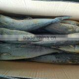 Frozen Mahi Mahi Fish Whole Around (Coryphaena Hippurus) thumbnail-1