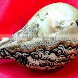 Best Selling White Conch Bhairav Crafted Shankha thumbnail-4