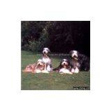 Sell Custom Pets Portrait Oil Painting thumbnail-1