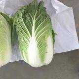 Chinese Cabbage thumbnail-3