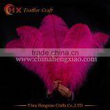 China HX Wholesale Cheap Big Size White Ostrich Feathers for Sale thumbnail-2