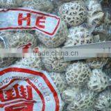 Lentinus Edodes /xianggu