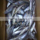 whole round frozen horse mackerel or jack mackerel or scad mackerel supplier