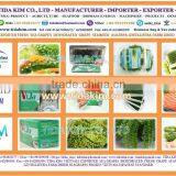 SEA GRAPES - CAULERPA LENTILLIFERA - SEAWEED VIETNAM - GREEN CAVIAR -OKINAWA TIDA KIM - OEM PRODUCTION- FRESH DEHYDRATED-JAPAN thumbnail-2