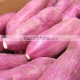 HIGH QUALITY JAPAN SWEET POTATO thumbnail-2