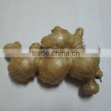 Fresh Ginger Best Quality and Best Price thumbnail-1