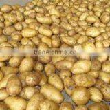 Holland Potato Pack in Mesh Bag or Carton thumbnail-4
