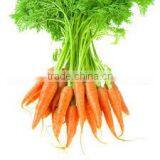 100% Natural & Fresh Carrot Seed Oil thumbnail-1