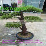 SJLJ0688 Shengjie Hot Sale Decorative Led Tree/ Artificial Pine Tree With Lights thumbnail-3