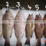 Frozen Grouper thumbnail-1