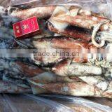 Frozen Whole Round Squid thumbnail-1