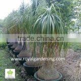 Beaucarnea Recurvata ( Nolina Recurvata) Ponytail Palms as Outdoor Plants thumbnail-2