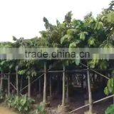 Lagerstroemia Speciosa Dia 6-20cm Landscaping Tree thumbnail-2