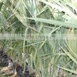 Sabal Causarium " Puerto Rican Hat Palm" 250/300 Plant Size thumbnail-2