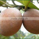 Nut Meg Dry Extract thumbnail-3