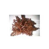 Durian-durian Seaweed, Eucheuma Striatum F.Schmitz, KAPPAPHYCUS STRIATUM (Schmitz) Doty (Sacol, Payaka) thumbnail-1