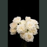 Imported white rose qianshan Dusk snow flower for lovers every Monday