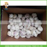 High quality 5.0cm snow white garlic packed in 10kg bulk carton