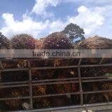 Wood Waste Power Plant Boiler thumbnail-2