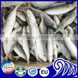 High Quality Round Scad Fish for Buyer thumbnail-3