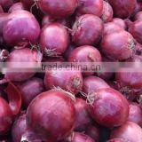 Four Seasons Supplier Wholesale of Red Onion