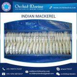 A Grade Good Taste Canned Indian Mackerel Fish Supplier thumbnail-1