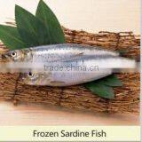 Canned Sardine Fish Frozen Sardine for Canning China Made Fresh Fish thumbnail-3