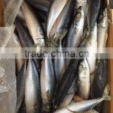 Frozen Mackerel 300-400g 2016 thumbnail-4