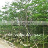 Terminalia Mantaly Tropical Trees High 4-9m,dia 6-13cm