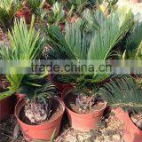 Cycas 4-5cm thumbnail-1