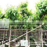 Lagerstroemia Trees thumbnail-1