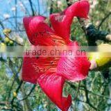 Bombax Malabaricum thumbnail-1