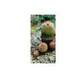 Cactus Extract/Opuntia Dillenii Haw/Opuntia Ficus-indica thumbnail-1