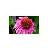 Echinacea Purpurea Extract