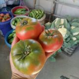 vegetablel seed red & green tomato seed greenhouse tomato seeds no 60