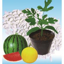 High quality hybrid rootstock seeds for watermelon/melon planting