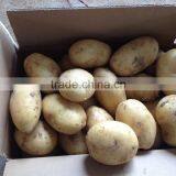 2015 Super Quality of the Potato thumbnail-2