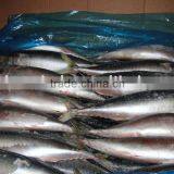 Whole Round Frozen Pacific Mackerel Fish
