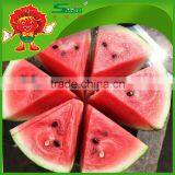 Farm Watermelon Delicious Melon in Hot Season Big Melons thumbnail-4