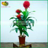 Garden Decoration Large Artificial Bonsai Tree for Sale thumbnail-1