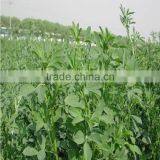 High Quality Alfalfa Seeds With Competitive Price thumbnail-5