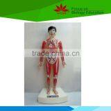 Low Priced Human Cardiac Cycle and Size Cycle Electic Model thumbnail-1