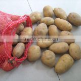 China fresh New holland Potato