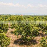 Kirirom Food Production (k.f.p) Co., Ltd. company overview - view 3 thumbnail