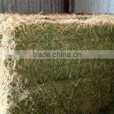 BEST TOP QUALITY ALFALFA HAY