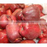 Red Delicious Apple Fresh Huaniu Apple thumbnail-3