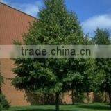 Natural Tillia Cordata Greenspire Plant